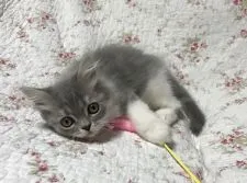 スコティッシュフォールド【富山県・男の子・2017年1月7日・ブルーシルバータビー&ホワイト】の写真4