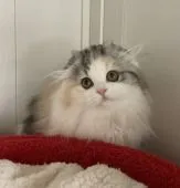 スコティッシュフォールド(折れ耳)【富山県・女の子・2022年2月14日・シルバーパッチドタビー&ホワイト】の写真4