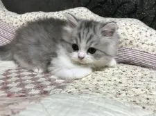 スコティッシュフォールド(立ち耳)【富山県・男の子・2017年8月25日・ブルーシルバータビー&ホワイト】の写真4「10/8」