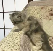 スコティッシュフォールド(立ち耳)【富山県・女の子・2017年9月14日・ブルーシルバーパッチドタビー&ホワイト】の写真4「11/1」