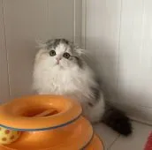 スコティッシュフォールド(折れ耳)【富山県・女の子・2022年2月14日・シルバーパッチドタビー&ホワイト】の写真5