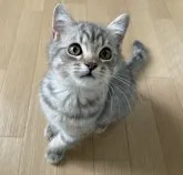 スコティッシュフォールド(立ち耳)【富山県・男の子・2023年4月12日・ブルーシルバータビー】の写真5「7/11」