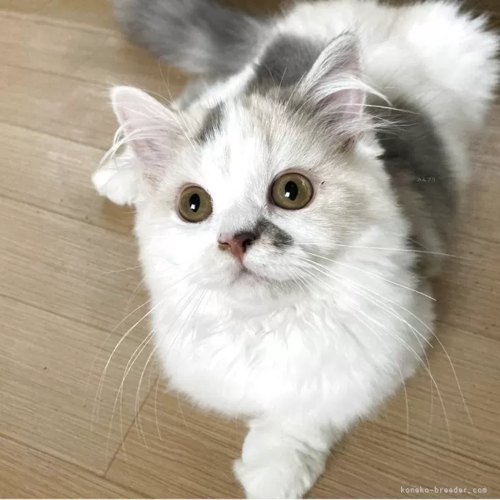 ID:2506-00241の子猫