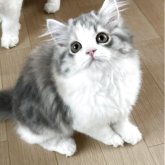 スコティッシュフォールド(立ち耳)