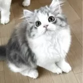 スコティッシュフォールド(立ち耳)