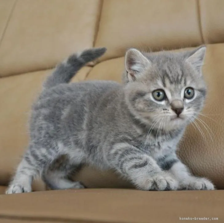 ID:2208-02375の子猫