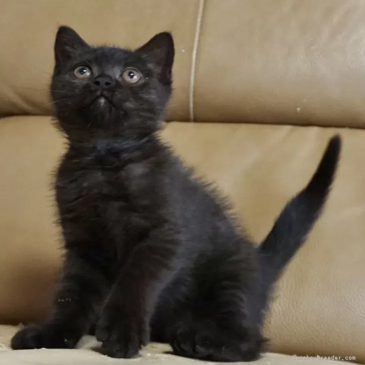ID：2402-01761の子猫