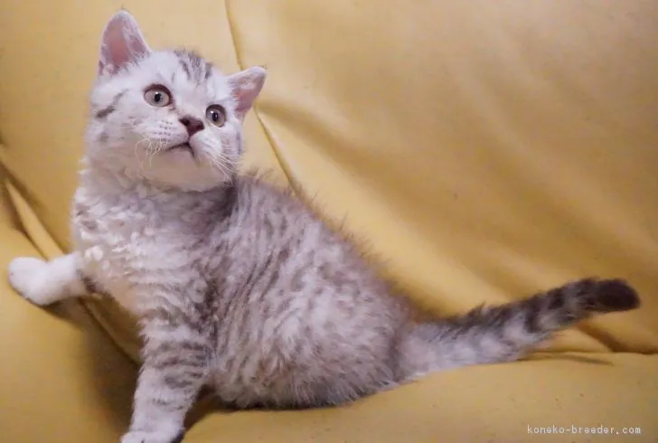 ID：1804-01822の子猫