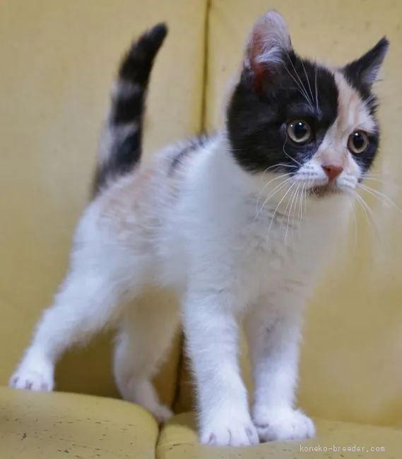 ID：2101-01197の子猫