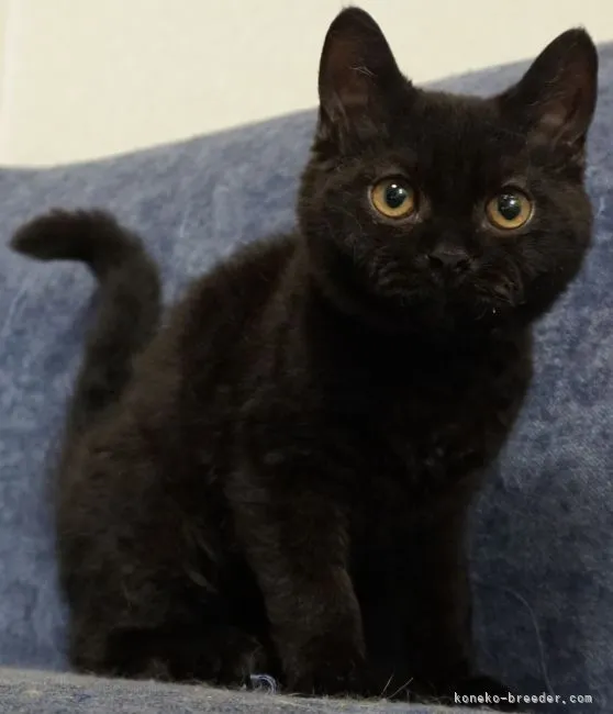 ID:2202-01055の子猫