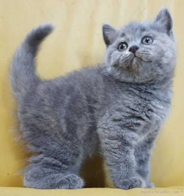 ID：1808-00801の子猫
