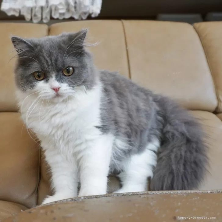 ID:2309-02016の子猫