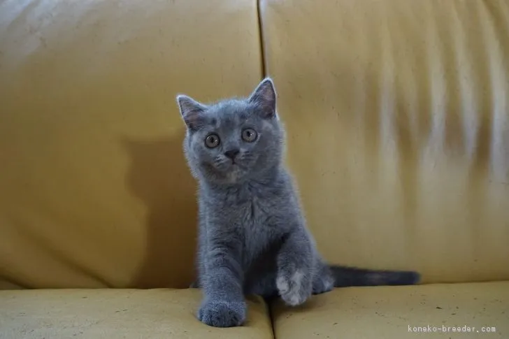 ID:1806-00621の子猫