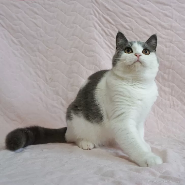 ID:2406-00128の子猫