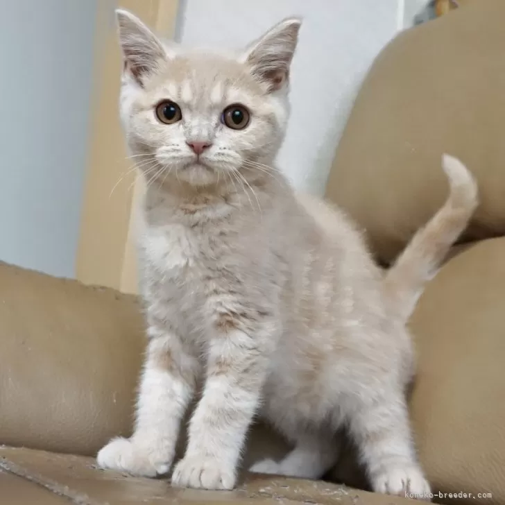 ID:2310-00187の子猫