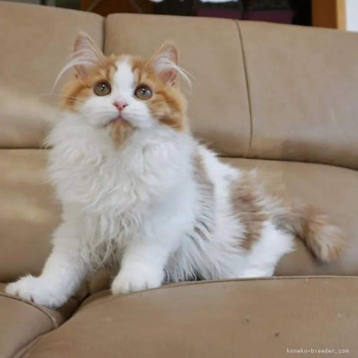 ID：2210-01637の子猫