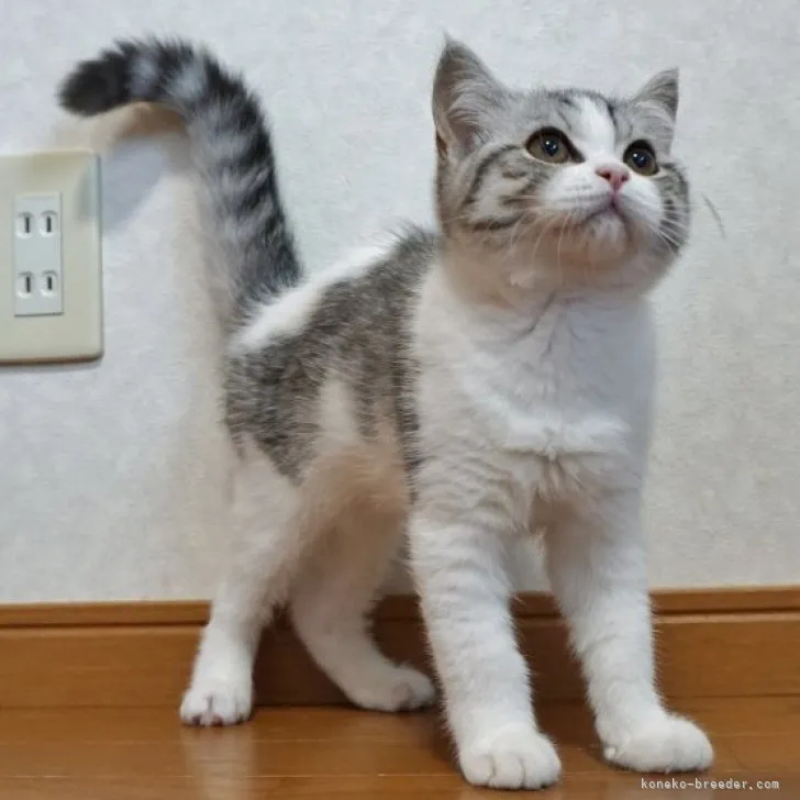 ID：2307-01037の子猫