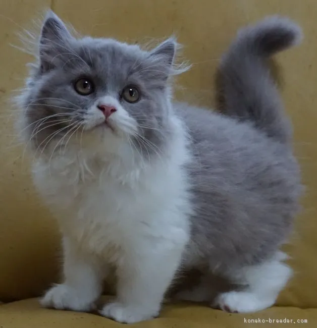 ID：1808-00803の子猫