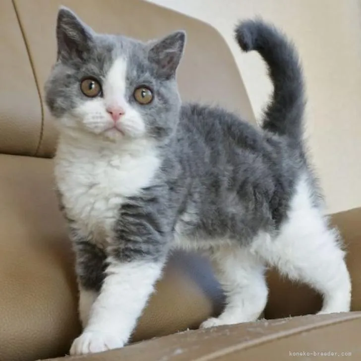 ID:2210-01639の子猫