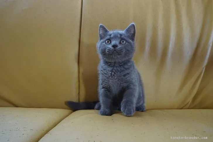 ID：1806-00624の子猫