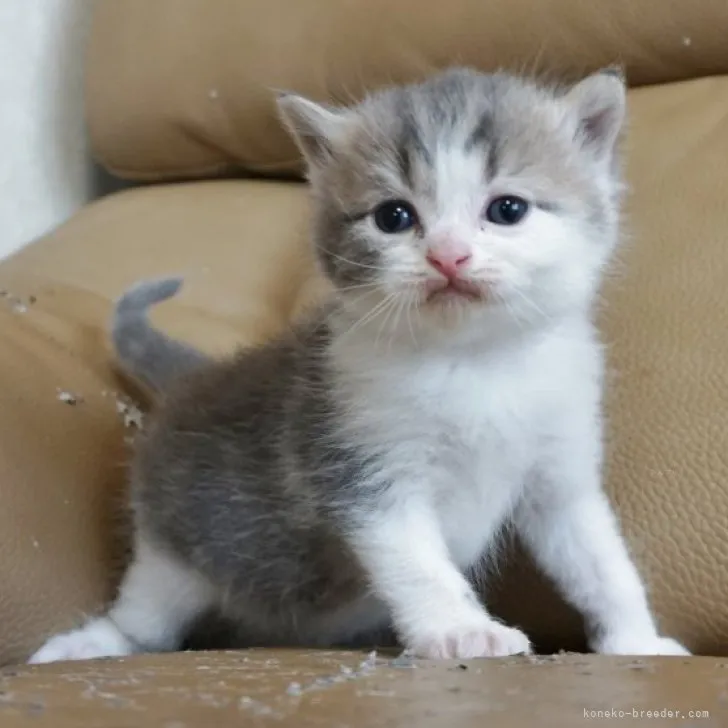 ID:2310-00879の子猫