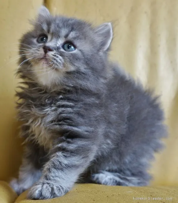 ID：2106-00808の子猫