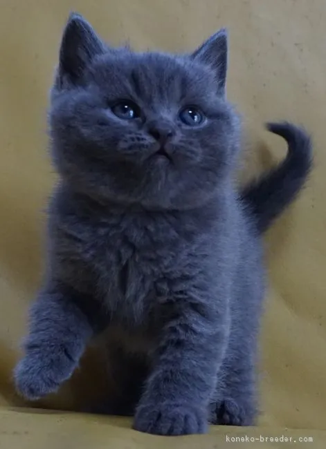 ID:1812-00915の子猫