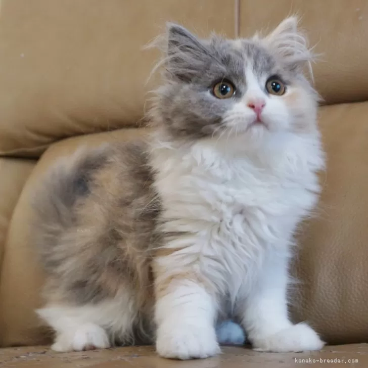 ID:2310-00194の子猫