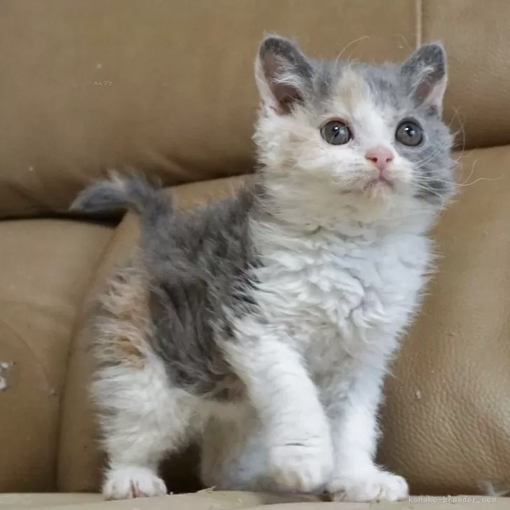 ID：2402-01759の子猫