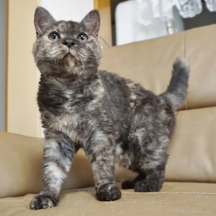 ID:2301-02113の子猫