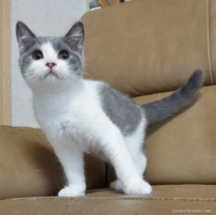 ID：2308-00233の子猫