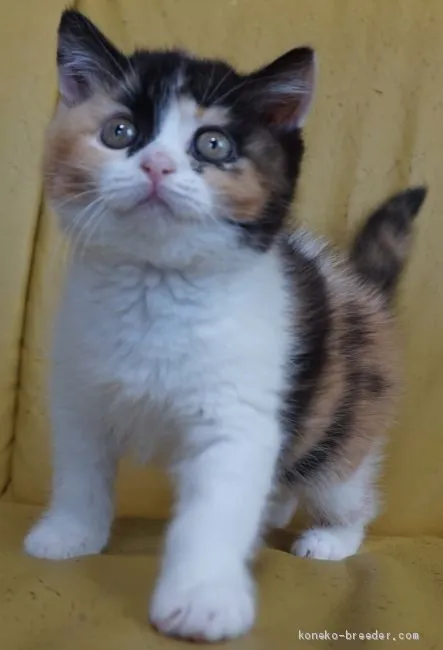 ID：2004-01081の子猫