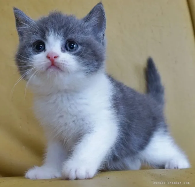 ID：2105-00931の子猫