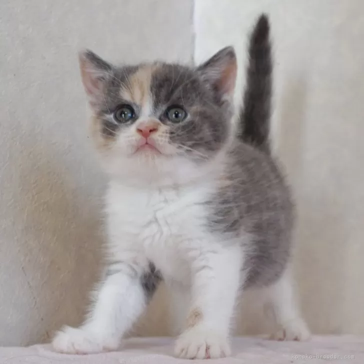 ID:2408-02752の子猫