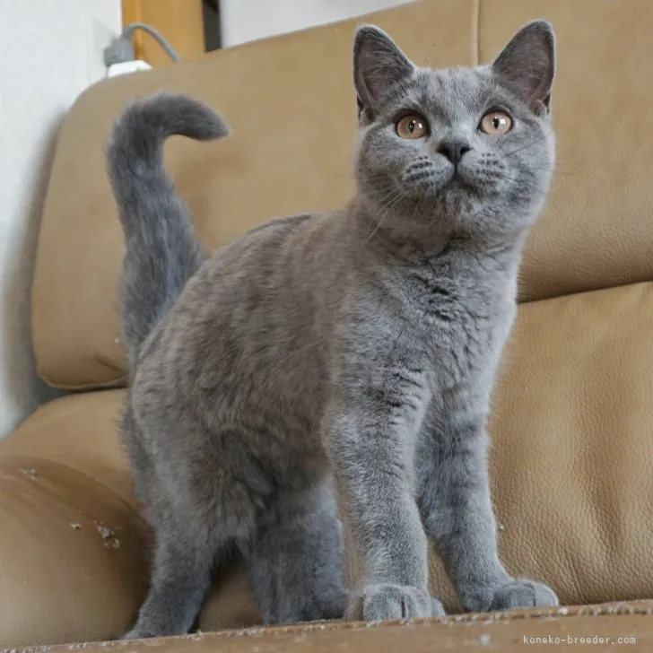 ID:2304-00939の子猫