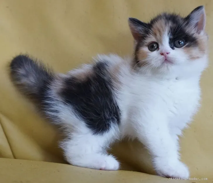 ID：1901-01341の子猫