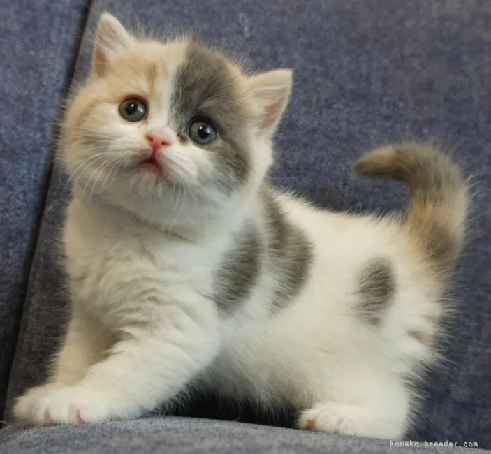 ID:2202-00148の子猫