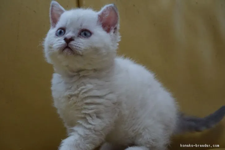 ID：1804-01824の子猫