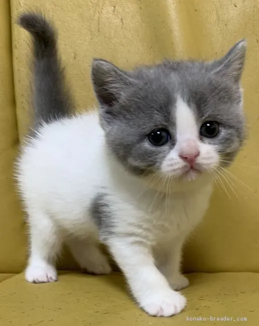ID：1910-00823の子猫