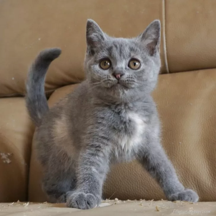 ID：2403-02506の子猫