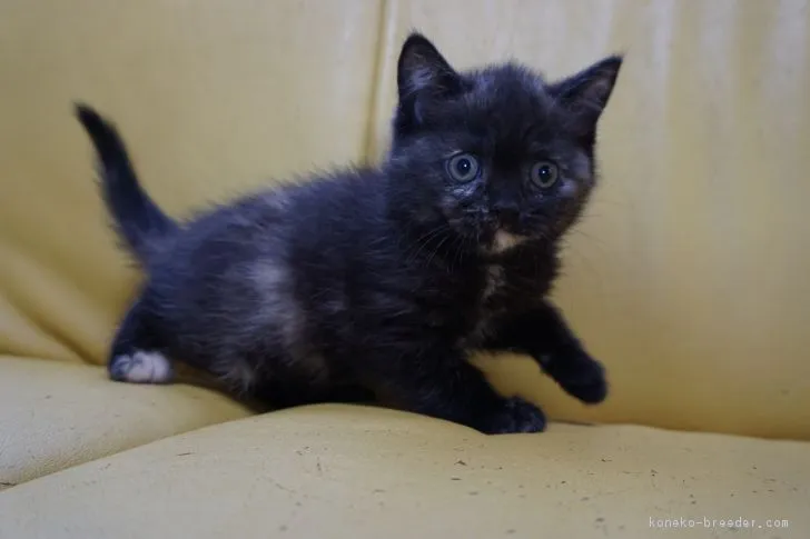 ID:1806-00620の子猫
