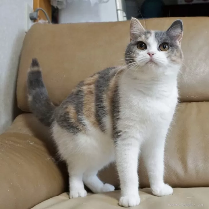 ID：2308-03079の子猫