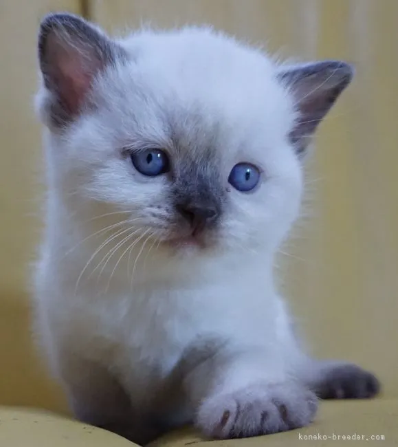 ID:1811-01190の子猫