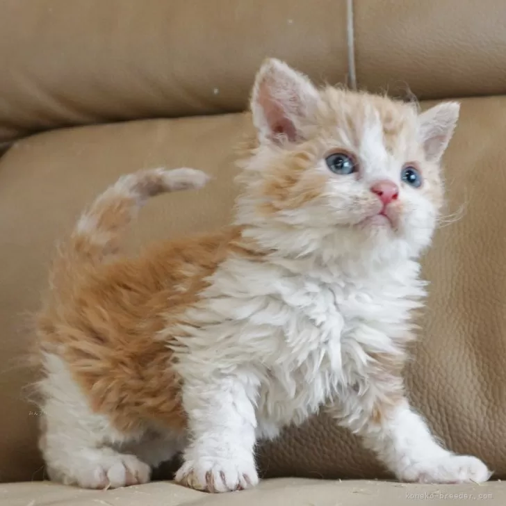 ID:2402-01757の子猫