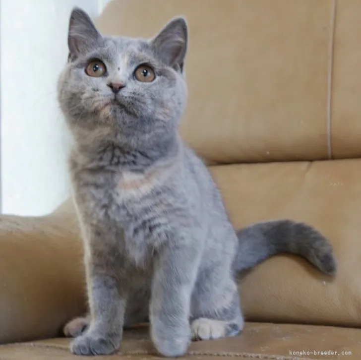 ID:2308-03080の子猫