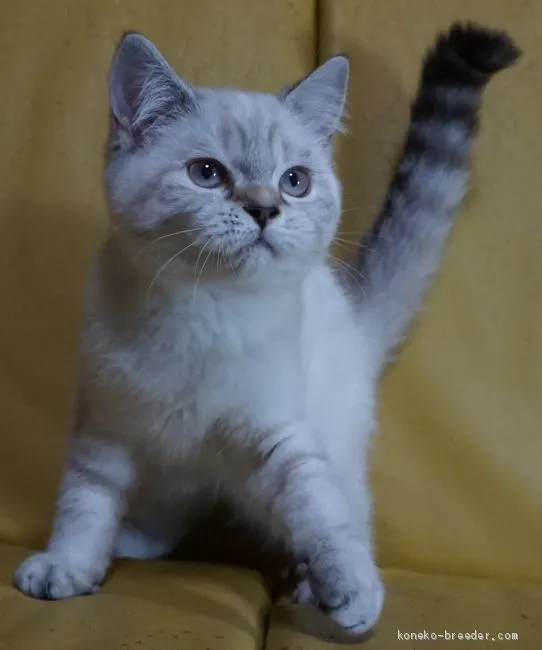 ID:1903-00181の子猫