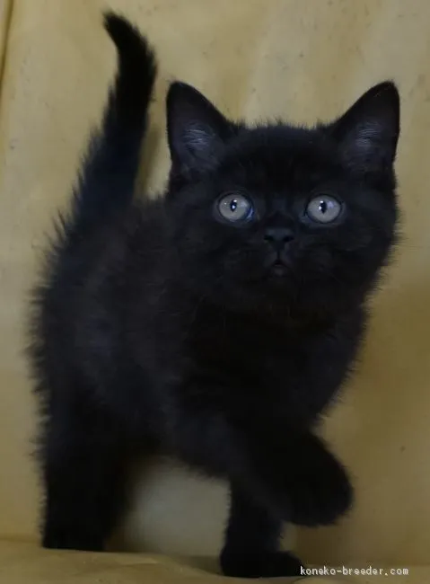 ID：2002-00855の子猫