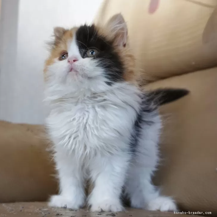 ID:2311-02285の子猫