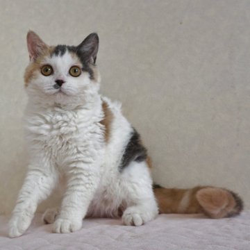 セルカークレックス【静岡県・女の子・2024年2月28日・ダイリュートキャリコ パステル三毛 洋三毛猫（ショートヘアー　（巻き毛））】の写真「8月5日写真更新。パステル三毛の巻き毛ちゃん」