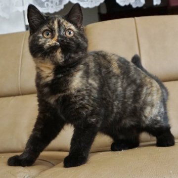 ブリティッシュショートヘア【静岡県・女の子・2022年12月1日・トーティーシェル サビ猫（ショートへア）】の写真「4月24日価格改定。まんまるムチムチ女の子♡」